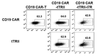 CD19 CAR-tTGFBRII-I7R 발현 확인