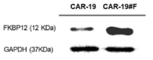 CAR-19와 CAR-19#F의 FKBP12 단백질 발현율 비교