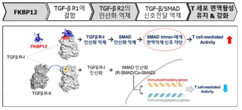 FKBP12의 TGF-β 신호전달 억제 기작