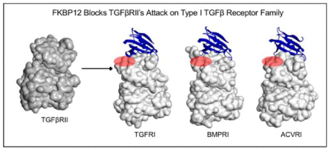 FKBP12에 의한 Type 1 TGF-β 수용체의 인산화 억제
