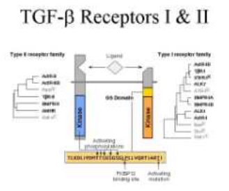 TGF-β & TGF-β receptor의 신호전달 메커니즘