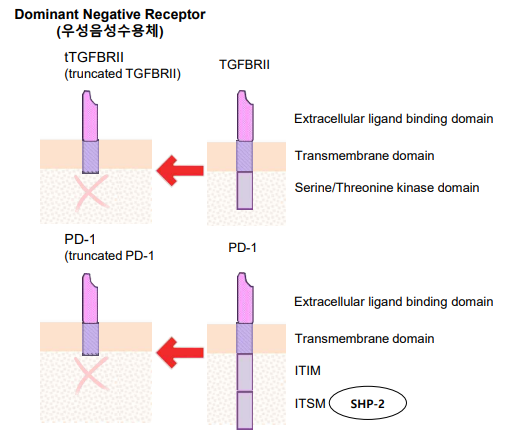 우성음성수용체 후보 물질 (TGFBRII vs PD-1)