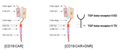 CD19 CAR vs CD19 CAR+DNR의 구조
