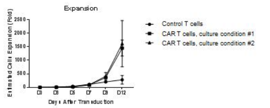 CAR-T 세포의 증식률