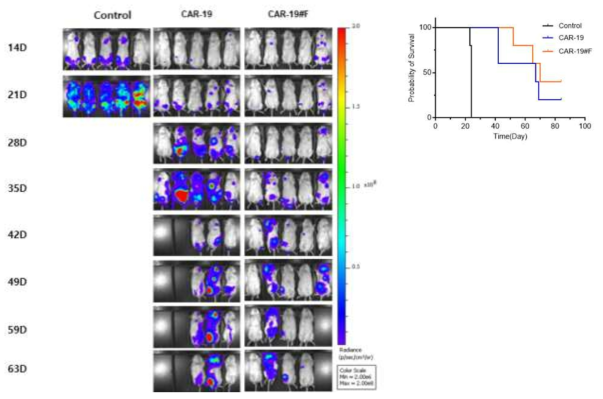 항암내성인자 극복 CAR-T 후보3 동물 효력시험