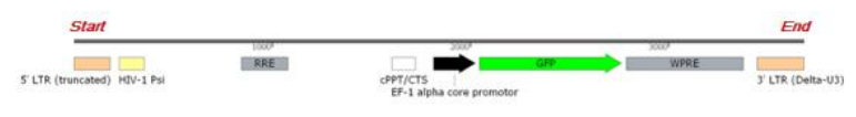 렌티바이러스 전체 유전자 구조(예시: 5‘-LTR~3’-LTR)