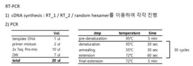 렌티바이러스 genome 확인용 reverse transcription (RT)-PCR