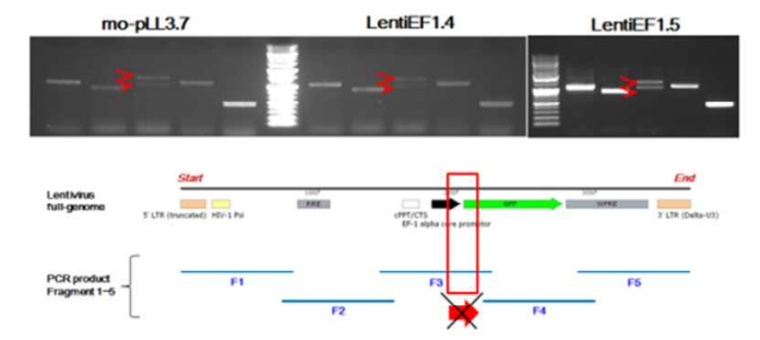 유전자도입용 렌티바이러스 전체 유전자 둥 promotor 말단의 유전자 결손부위 확인