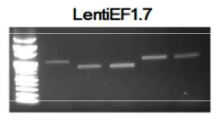 LentiEF1.7 벡터를 이용하여 제조한 렌티바이러스의 전체 유전자 안정성 확인