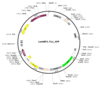 유전자 도입용 렌티바이러스 전달 벡터로 최종 선정된 LentiEF1.7 유전자 지도