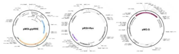3세대(3rd generation) 렌티바이러스 제조용 플라스미드의 유전자 지도