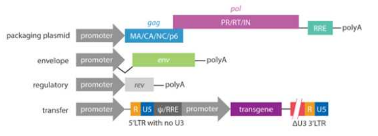 3세대 재조합 렌티바이러스 벡터(3rd generation recombination lentivirus vector) [출처: Applied Biological Materials Inc.; https://info.abmgood.com/lentivirus-system-introduction]