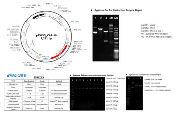 pPVLV_CAR-19 유전자 도입 벡터의 유전자 지도 및 제한효소 처리에 의한 염기서열 확인