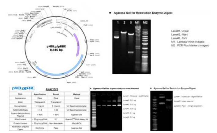 pMDLg/pRRE packaging 플라스미드의 유전자 지도 및 제한효소 처리에 의한 염기서열 확인