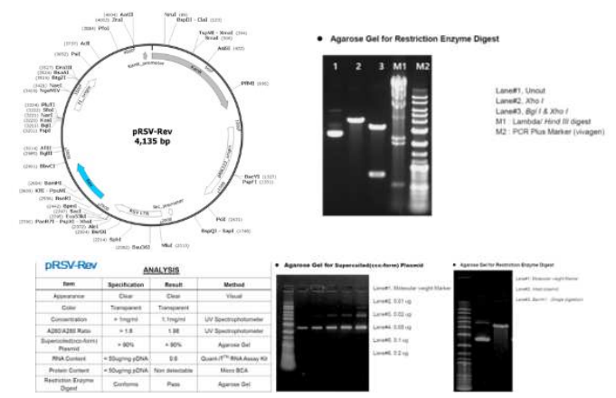 pRSV-Rev packaging 플라스미드의 유전자 지도 및 제한효소 처리에 의한 염기서열 확인