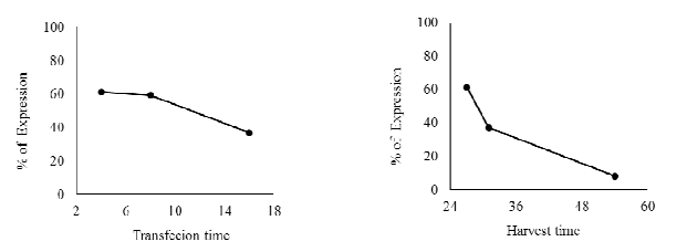 Transfection & harvest time에 따른 GFP 발현율