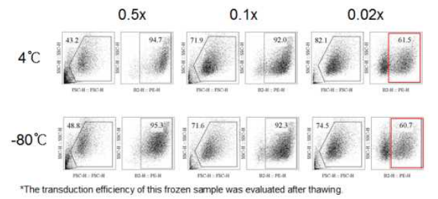 렌티바이러스 동결 보관 후 해동 시 유전자 도입 효율 확인