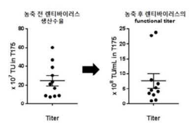 T175 flask에서 렌티바이러스 생산수율과 농축 후 functional titer 확인