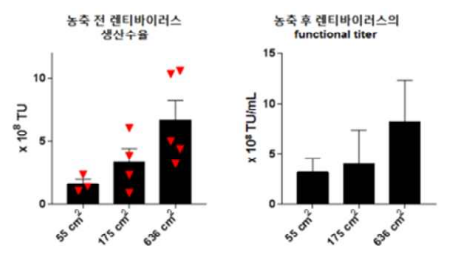 배양용기에 따른 렌티바이러스 생산수율과 농축 후 functional titer 확인