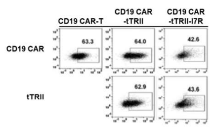 CD19 CAR-tTGFBRII-I7R 발현 확인