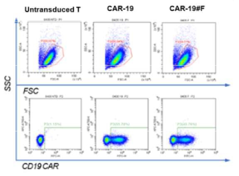 CAR-19#F의 CAR 발현 확인