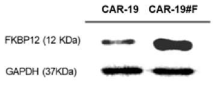 CAR-19와 CAR-19#F의 FKBP12 단백질 발현율 비교