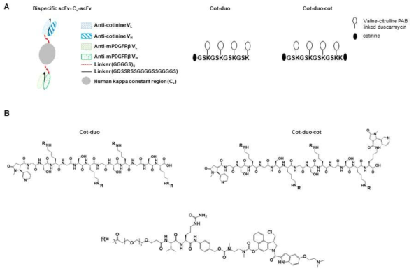 항 PDGFRβ x 코티닌 이중 특이성 scFv-Ck-scFv 항체와 코티닌-듀오카마이신 복합체. (A) 이중 특이성 scFv-Ck-scFv 항체와 코티닌-듀오카마이신 접합체 (cot-duo, cot-duo-cot)의 도면. (B) cot-duo와 cot-duo-cot의 화학구조. “R”은 valine-citrulline PAB-linked dimethyl aminoethyl duocarmycin
