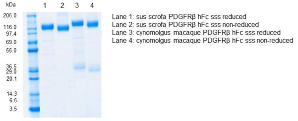 정제된 재조합 cynomolgus macaque 및 돼지 (sus scrofa)의 PDGFRβ extracellular domain-human Fc 단백질의 SDS-PAGE 결과