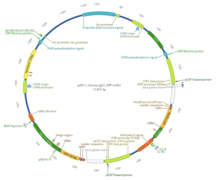 IgG 발현을 위한 pAD 백터 시스템 클로닝