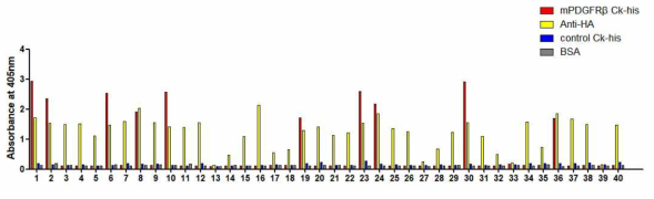 mPDGFRβ에 대한 항체 클론 반응성을 확인한 Phage ELISA 결과. mPDGFRβ -Ck-his, 항 HA, Ck-his 또는 BSA가 도포된 ELISA plate에 항 mPDGFRβ scFv phage, 항 M13-HRP를 차례로 배양하여 결합력을 측정하였음