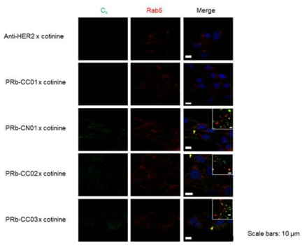 mPDGFRβ가 발현된 NIH3T3 세포에서의 항 PDGFRβ 항체의 internalization