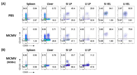 MCMV 감염군과 대조군 마우스의 CD8+ Trm 세포 분포 비교분석