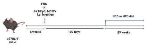 MCMV 잠복감염 및 고지방식이(HFD)를 통한 대사질환 유도 마우스 모델