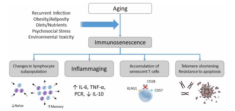 면역노화의 결정요인과 면역학적 변화(Immunotherapy 2013;5;879, 그림 일부 변경)