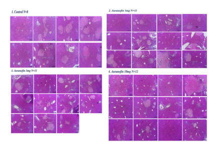 H&E 염색 (Hematoxylin Eosin staining)