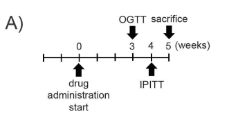 OGTT, IPITT 실험 스케쥴