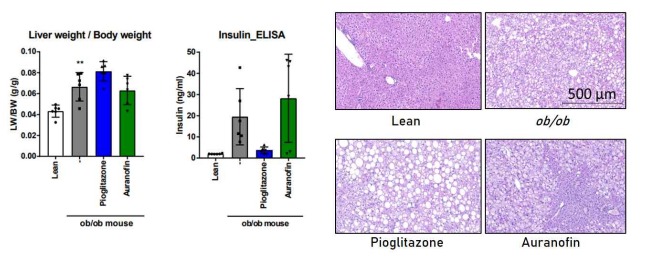 ob/ob 마우스에서 오라노핀의 항당뇨효과 및 간 기능 개선 효과 평가