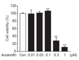 INS-1E 베타 세포주에서의 오라노핀의 cytotoxicity 확인