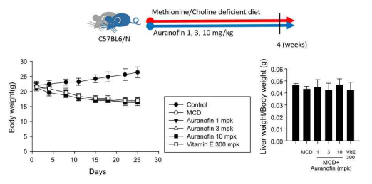 메티오닌/콜린결핍 식이 유도 지방간 모델에서 마우스의 체중변화와 간 무게 변화