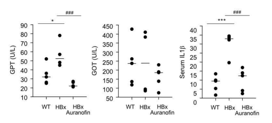HBx 형질전환 마우스의 혈중 지표