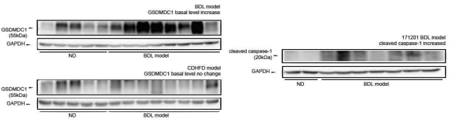 담관결찰 모델 마우스 간 lysate에서의 cleaved caspase-1, GSDMDC1 발현