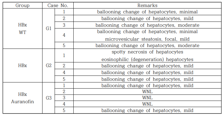 병리학자의 맹검으로 평가한 HBx 형질전환 마우스의 간 손상 정도