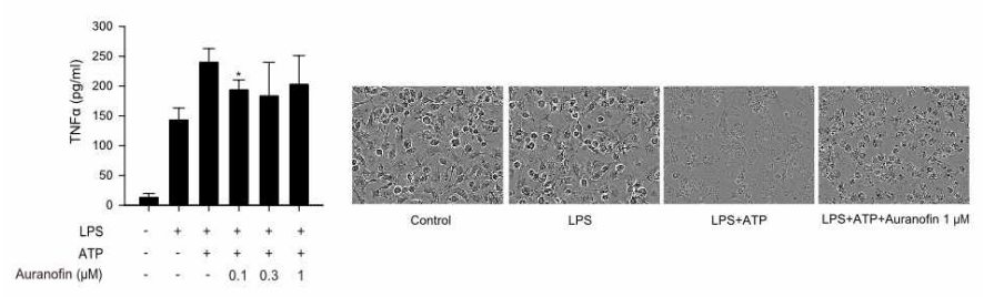 좌: 오라노핀에 의한 TNF-α의 발현변화, 우: 대식세포의 사멸