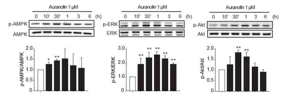 HepG2세포에서 auranofin 처리에 의한 p-AMPK, p-ERK, p-Akt 변화 관찰>