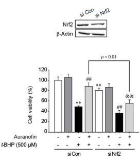 Nrf2 siRNA에 의한 오라노핀 세포보호작용의 소실