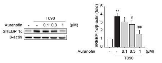 HepG2 세포에서 오라노핀 처리에 의한 T090 유도성 SREBP-1c 발현 평가