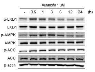 AMPK 신호 관여