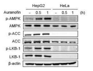 AMPK 신호 관여