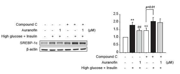 HepG2 세포에서 AMPK 활성화 저해가 오라노핀의 SREBP-1c 발현 억제효과에 미치는 영향 평가