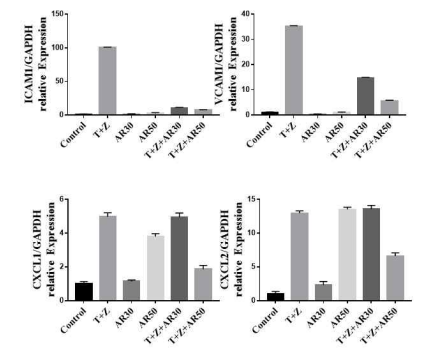 necroptosis를 유도한 간 성상 세포에서 auranofin treat으로 인한 cell adhesion molecule 발현 감소